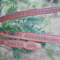 Leucaena leucocephala (Lam.) de Wit